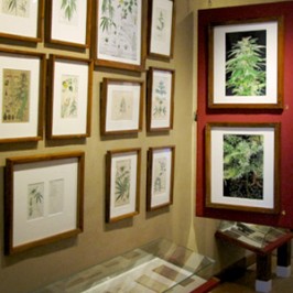 Leer alles over hennep in het Hash, Marihuana & Hemp Museum
